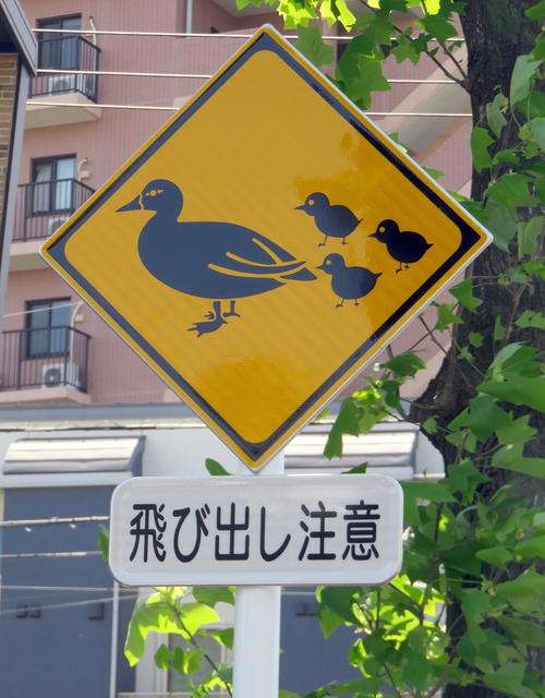 カルガモ親子の横断に気を付けて！全国的にも異例「カルガモ飛び出し注意」道路標識設置　川崎 - 社会 : 日刊スポーツ
