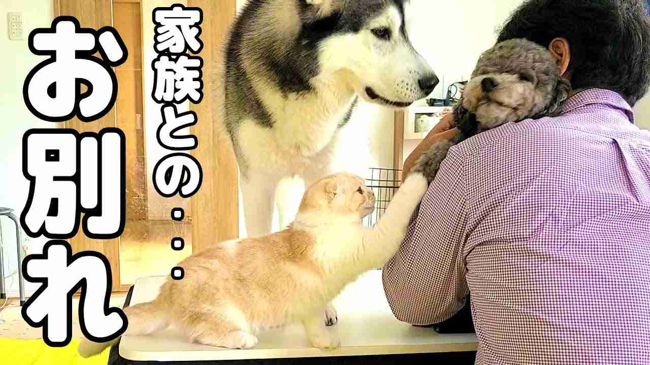 家族とお別れしたくない子猫とハスキー犬が寂しくて玄関で泣いてました... - YouTube