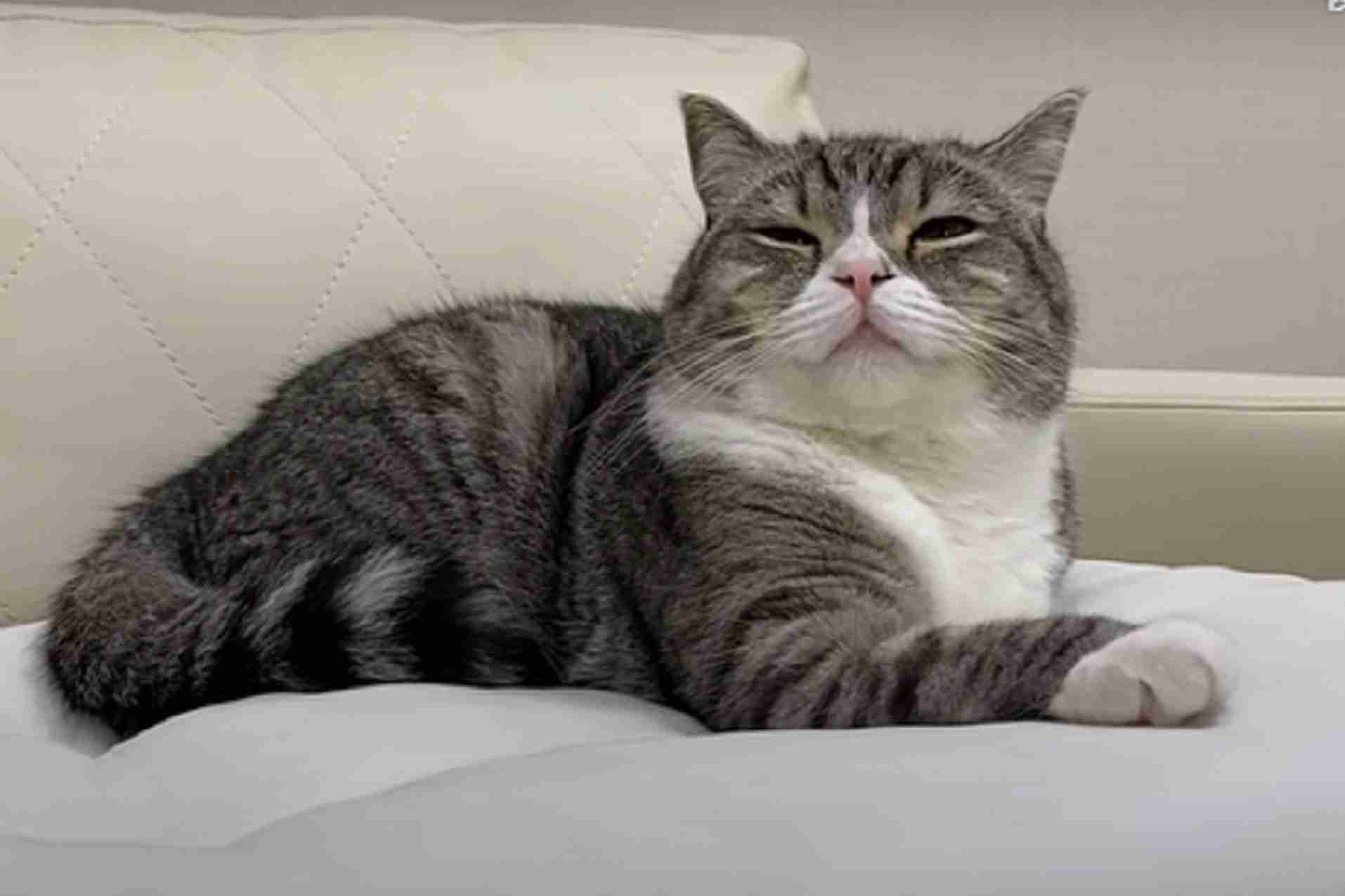 人気猫チャンネル・もちまる日記、100万円を東大の『腎臓病研究』に寄付 – Page 2 – fumumu