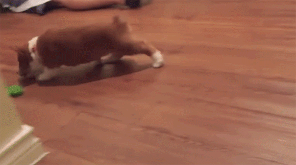 遊んでいたコーギーの子犬が、電池切れ！　飼い主が目撃した姿がコチラ