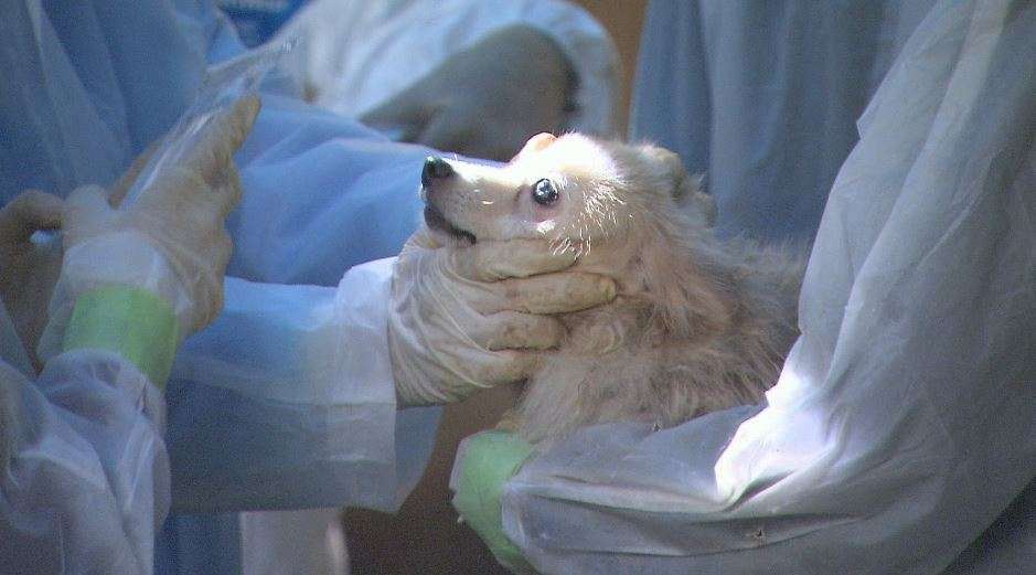 犬を無麻酔で帝王切開、獣医師免許なし…　元販売業者の社長を動物愛護法違反“殺傷”疑いで書類送検　452匹虐待で公判中（NBS長野放送） - Yahoo!ニュース