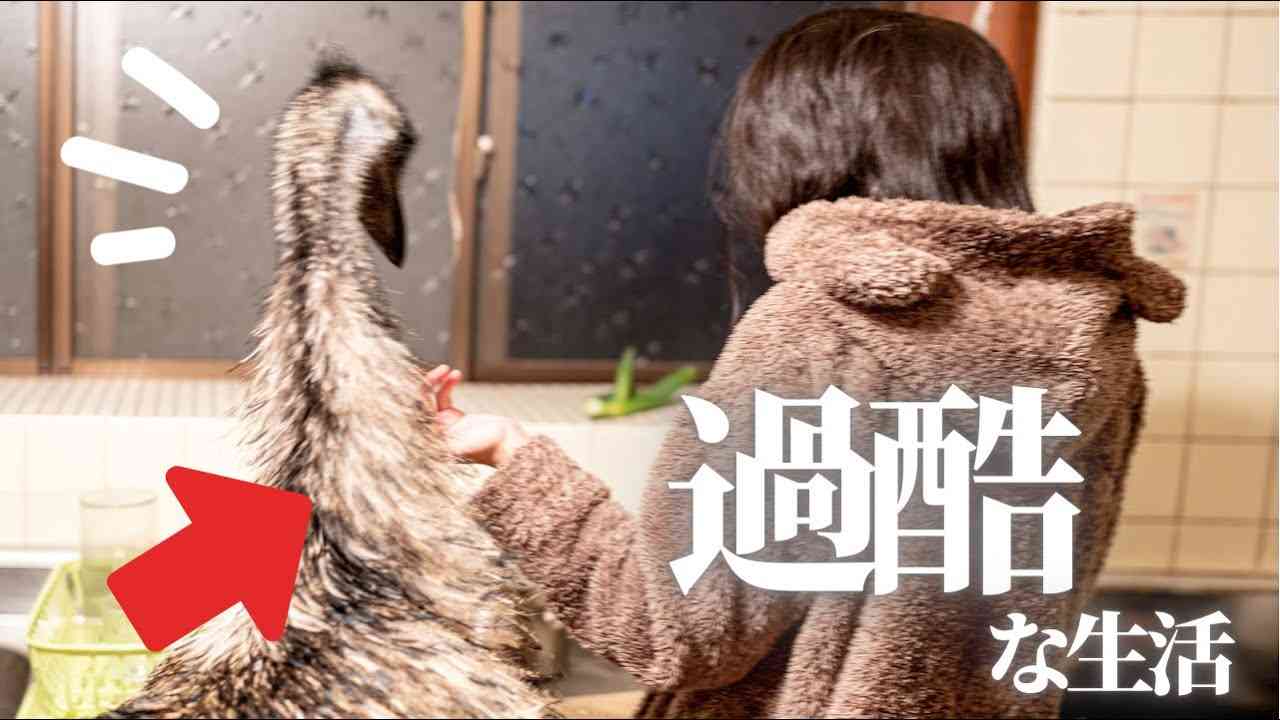 恐竜みたいな巨大鳥と暮らす独身OLのナイトルーティン #エミュー - YouTube