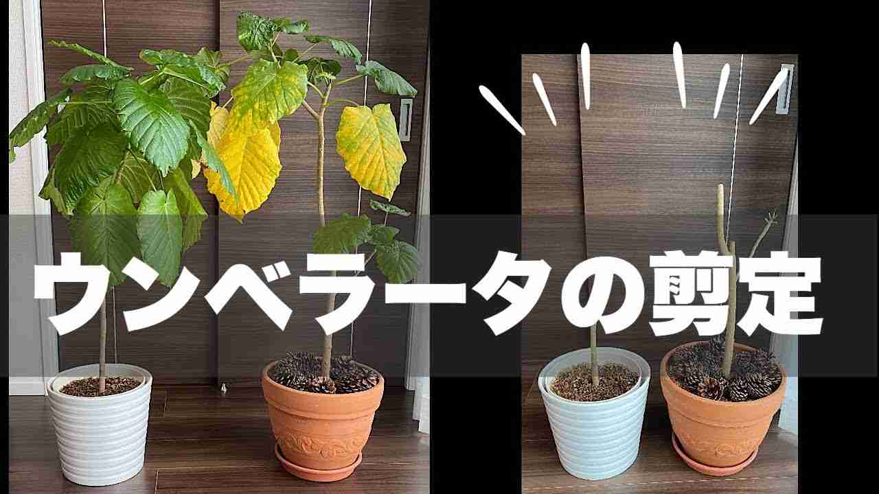 ウンベラータの剪定／黄色くなった葉／ヒョロヒョロ伸びた幹を仕立て直す - YouTube