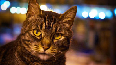 ネコを飼うことと統合失調症の発症は関係がないことが判明 - GIGAZINE