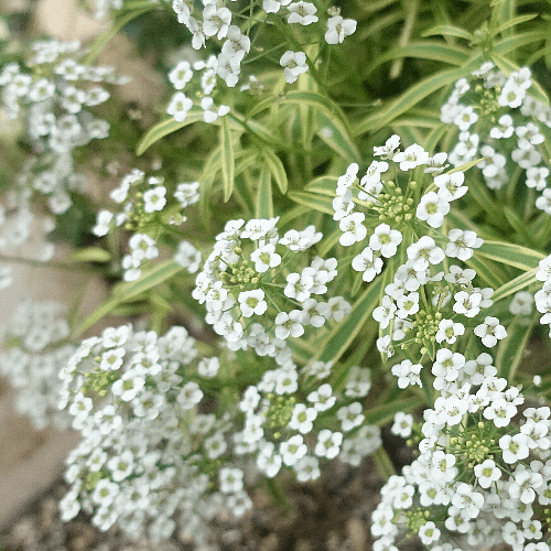 『今日こんな花が咲いてたよ』って報告するトピ🌼
