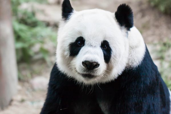 滲まないプチプラマスカラ