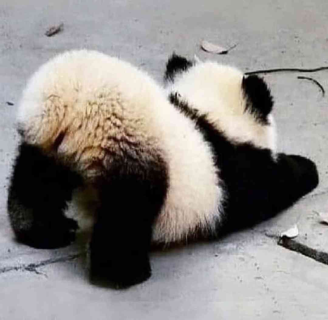 癒される動物や可愛い動物の画像を貼って眠りにつくトピ ガールズちゃんねる Girls Channel