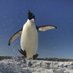 うさぎ?️‍?ペンギン on Twitter: 