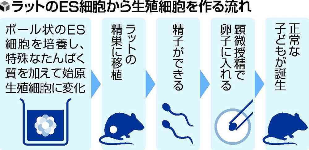 ラットES細胞で精子作りに成功…東大などのチーム、不妊治療への応用に期待