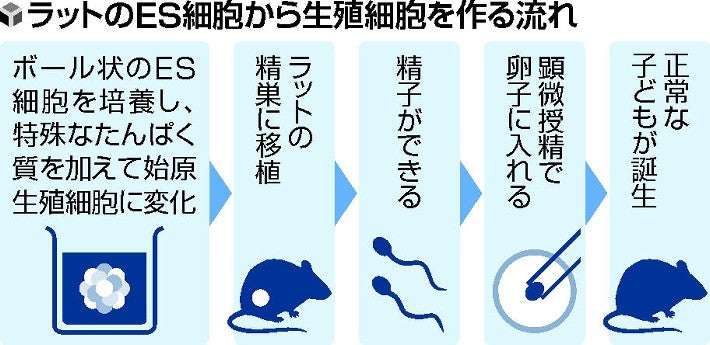 ラットＥＳ細胞で精子作りに成功…東大などのチーム、不妊治療への応用に期待 : 科学・ＩＴ : ニュース : 読売新聞オンライン