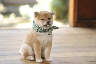 好きな犬種を愛でるトピ