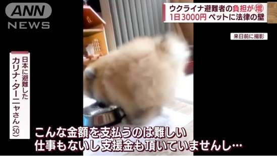 日本に犬を連れて来たウクライナ難民さん狂犬病予防法に不満、涙の訴え「こんなことになるならウクライナで死ぬべきでした」 ｜ もえるあじあ(･∀･)