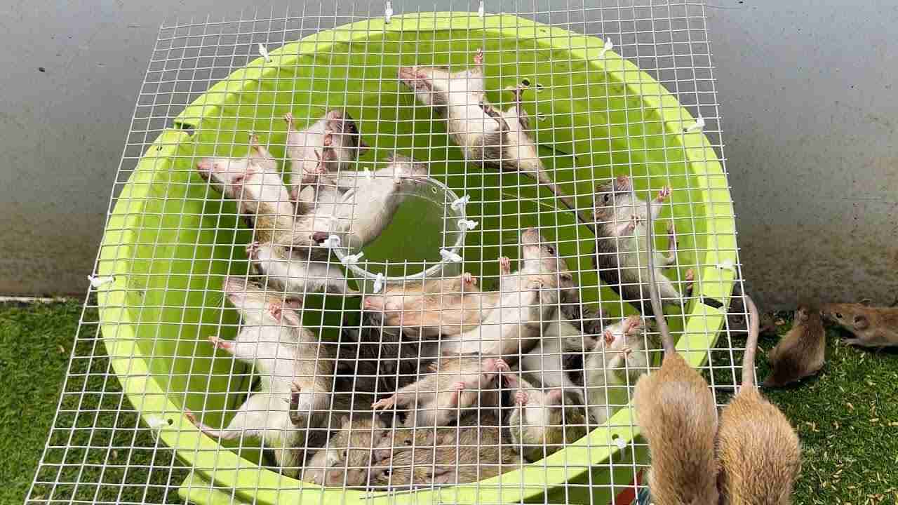 プラスチック製のバケツからのネズミ捕り / プラスチック製のバケツからネズミ捕りを作る方法 / プラスチック製のバケツから最高のネズミ捕り - YouTube