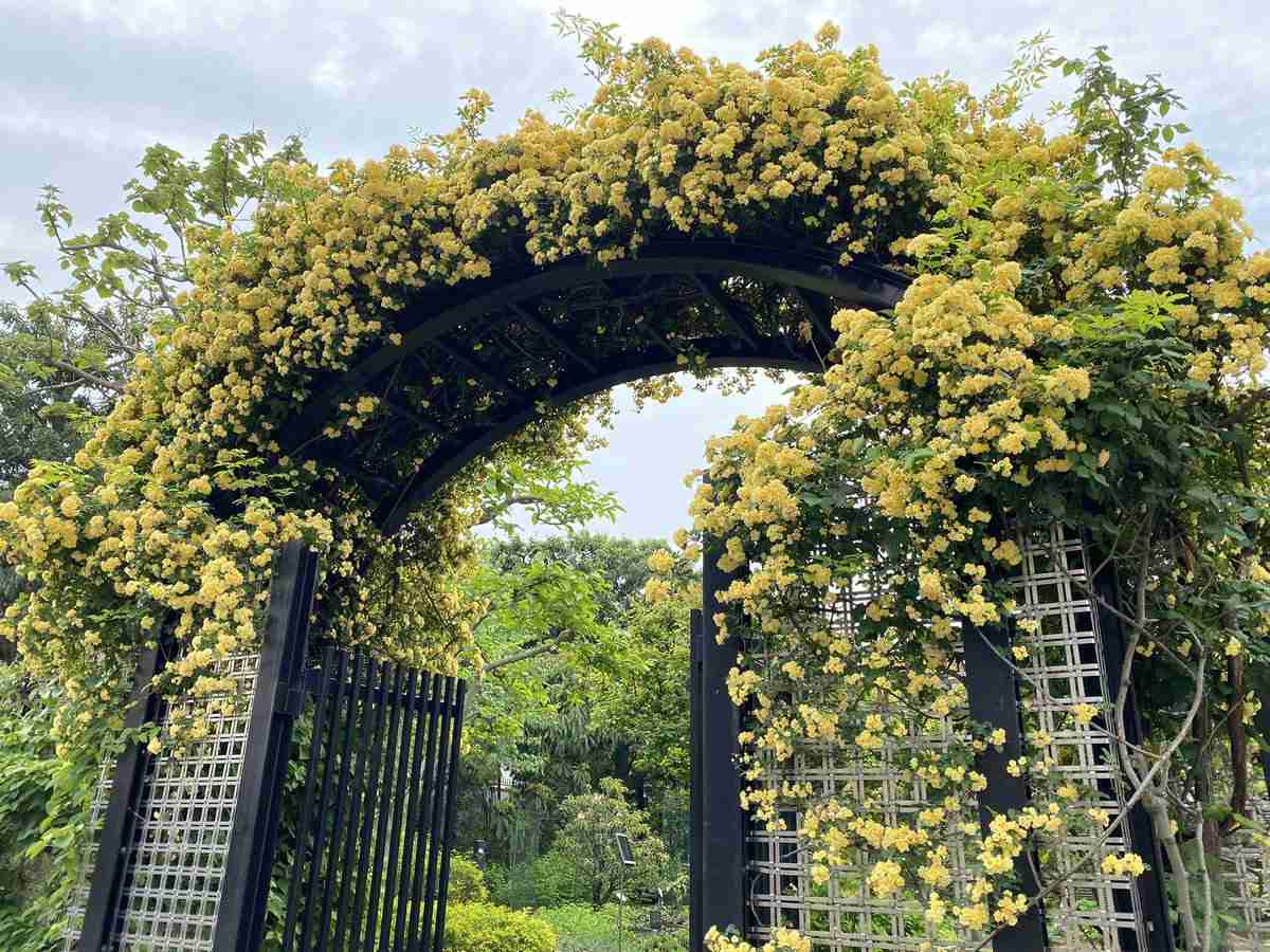 盆栽に興味があるひと！