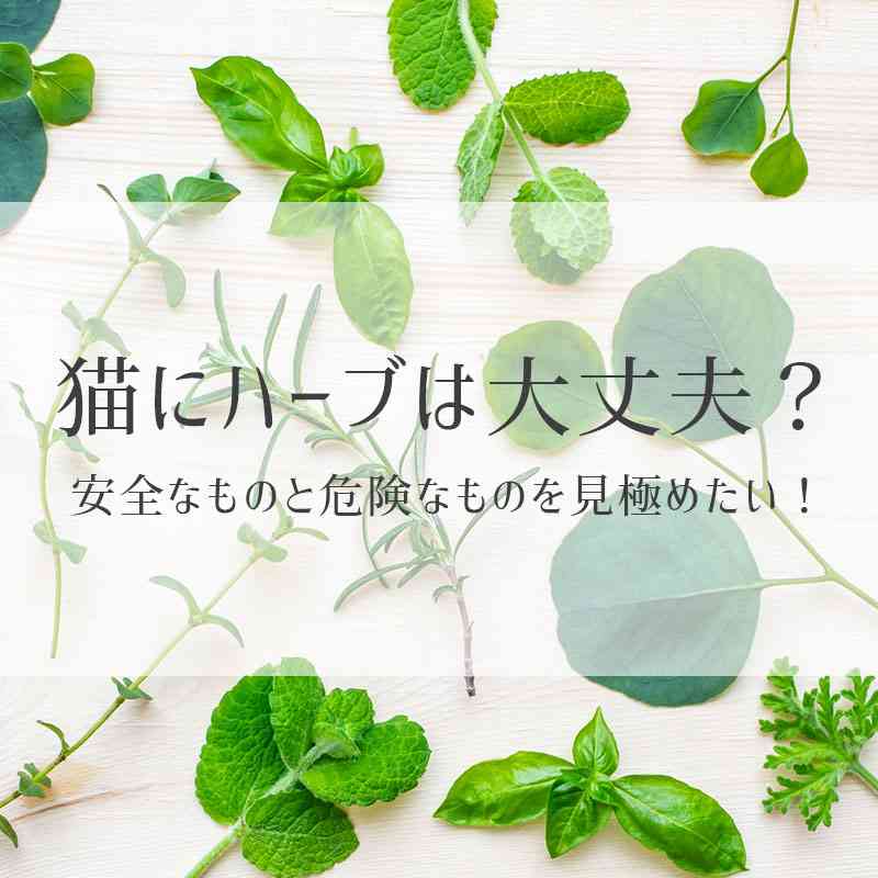 猫にハーブは使っても平気？安全なものと危険なものを見極めたい！