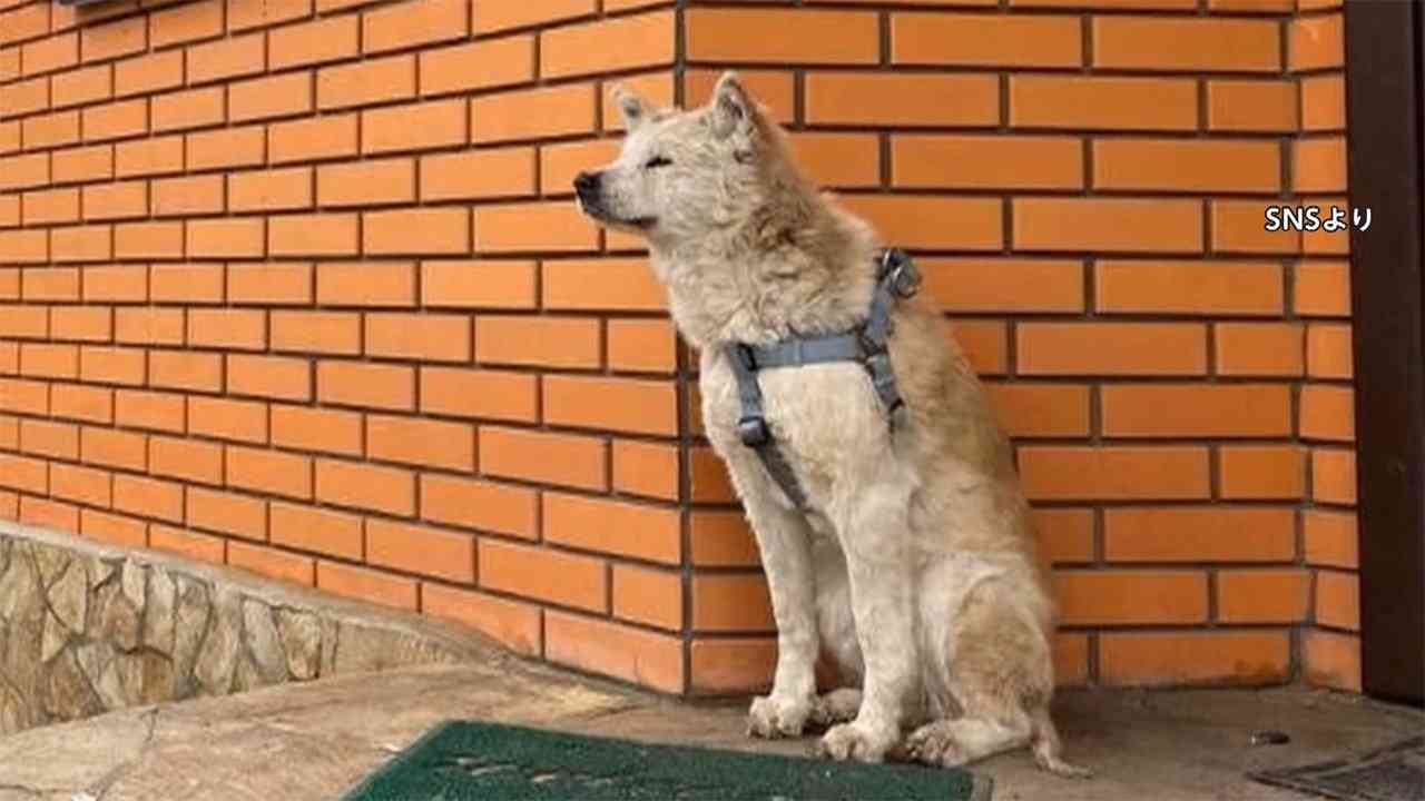 ウクライナ 殺害された飼い主を待つ犬　玄関前に1カ月 「ハチ公」とも（フジテレビ系（FNN）） - Yahoo!ニュース