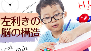 左利きの脳は構造が違う!?理系脳って本当?特徴と個人差 - マーミー