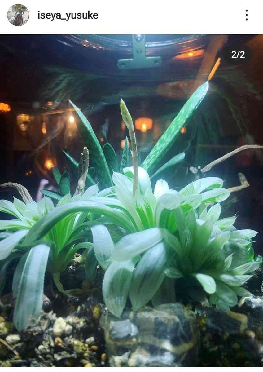 伊勢谷友介、水槽のある自宅が超オシャレ!「神秘的すぎる」「BARみたいな素敵な家」と反響