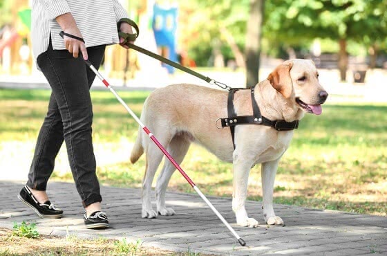 日本盲導犬協会カードとは？高還元率な理由と寄付の仕組みを徹底解説 - CUSTOMLIFE(カスタムライフ)