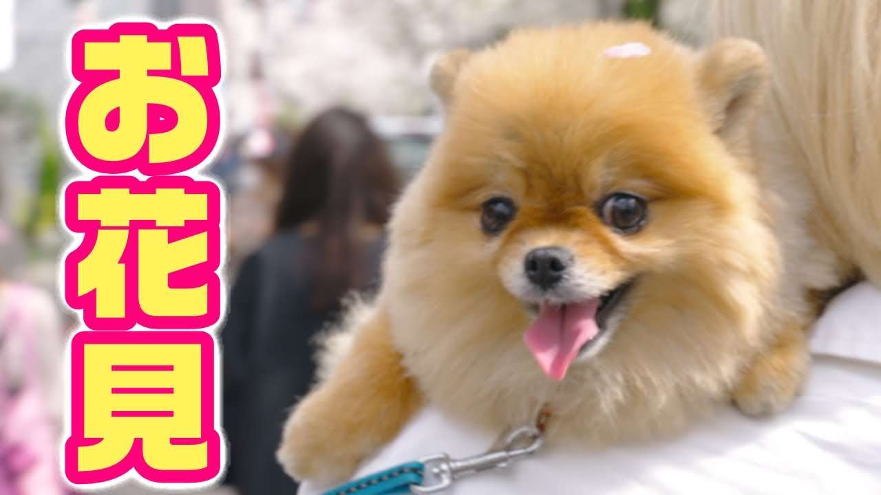 世界一かわいいポメラニアンとお花見してみた - YouTube
