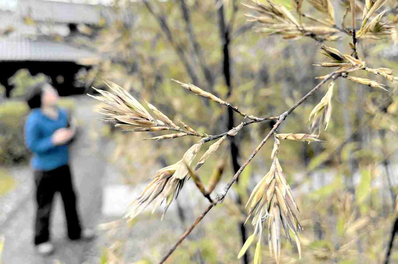 120年に1度だけ…竹の花が福井県で咲く　水上勉さんら植樹、「開花は不吉」の言い伝えも（福井新聞ＯＮＬＩＮＥ） - Yahoo!ニュース