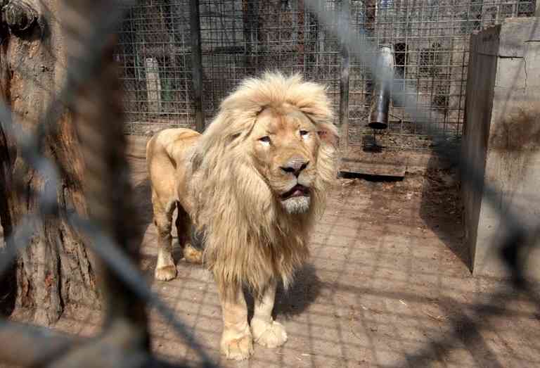 CNN.co.jp : 砲撃続くハルキウ、動物園に残った職員２人の遺体発見