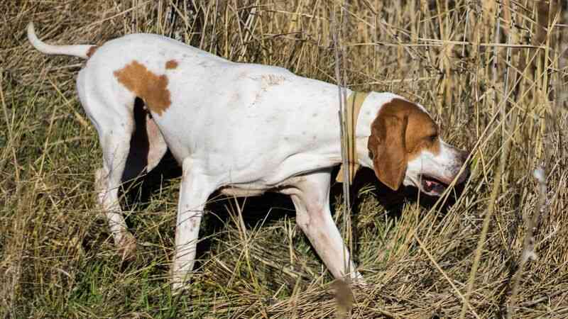 ウクライナ避難ペット検疫で注目【致死率100%の狂犬病】何が恐ろしいのか？（石井万寿美） - 個人 - Yahoo!ニュース