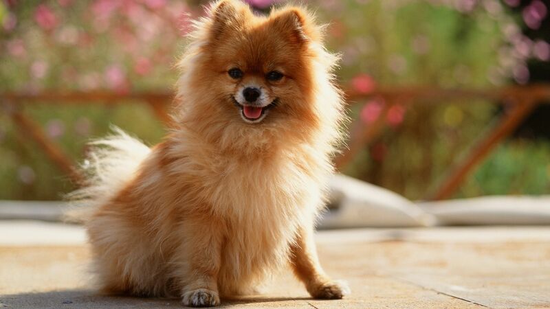【狂犬病予防法】ウクライナ避難者の「愛犬を助けて」検疫期間の約54万円から、「特別ルール」とは？（石井万寿美） - 個人 - Yahoo!ニュース
