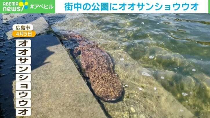 お花見中にご対面!? 原爆ドーム前で発見したオオサンショウウオに撮影者「最初は信じられなかった」
