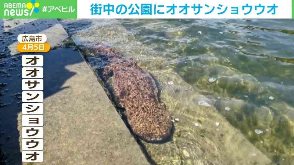お花見中にご対面!? 原爆ドーム前で発見したオオサンショウウオに撮影者「最初は信じられなかった」 | 話題 | ABEMA TIMES