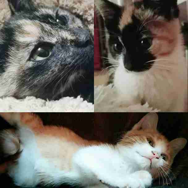 愛猫の子猫時代 part2