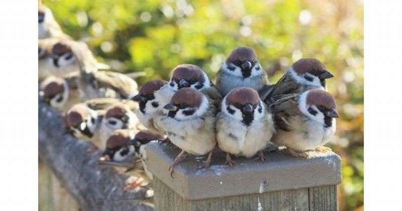 ぎゅうぎゅうのスズメに 最高の癒し ほっぺの斑点がキュートなスズメの愛くるしいしぐさに反響 ガールズちゃんねる Girls Channel