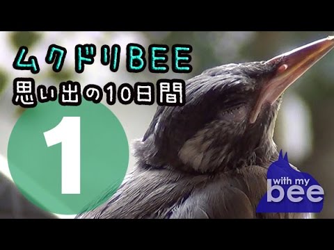 ムクドリ・ビー君の保護飼育から成鳥まで - YouTube