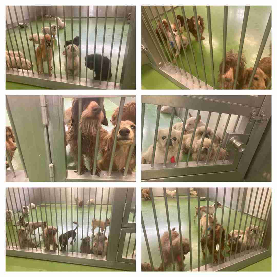 300頭以上の犬達を救うプロジェクト‼︎ | 一般社団法人SORA小さな命を救う会 メインブログ