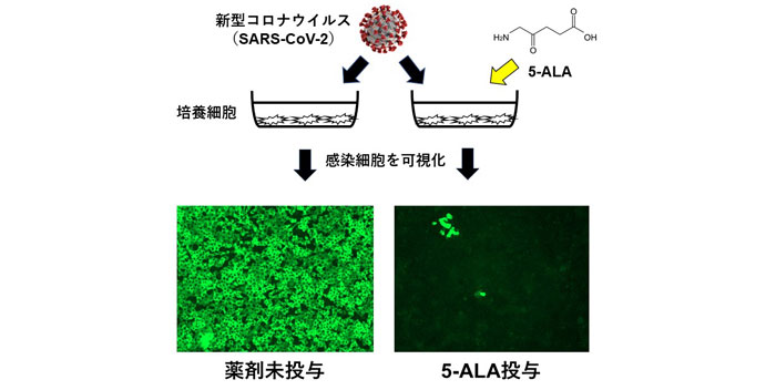【寄稿】日本酒にも含まれるアミノ酸（5-ALA）がコロナを100%阻害！？ | 酒蔵プレス