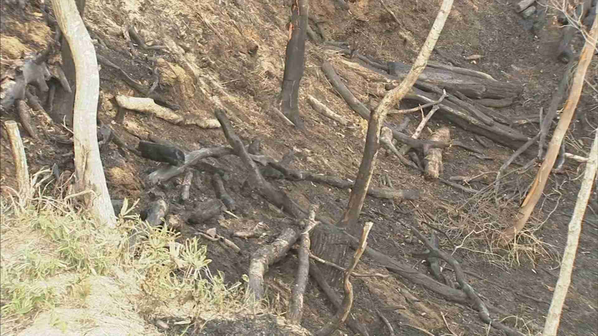 サバイバルゲームの発煙筒が燃え広がったか…山林火災発生　男性1人顔面熱傷で救急搬送　約20人でプレー中（BSS山陰放送） - Yahoo!ニュース