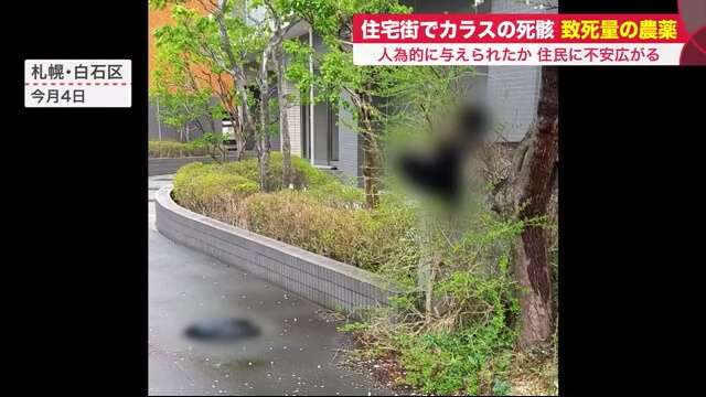 住宅街でカラスの死骸…胃の内容物から