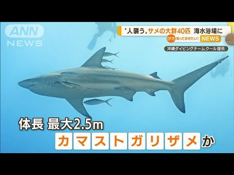 “人襲う”サメの大群「40匹」　海水浴場に・・・　米国(2022年5月13日) - YouTube