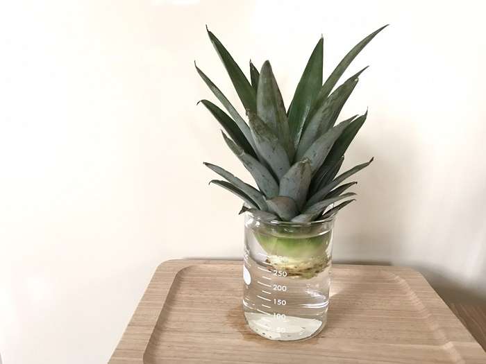 パイナップル🍍好きな人