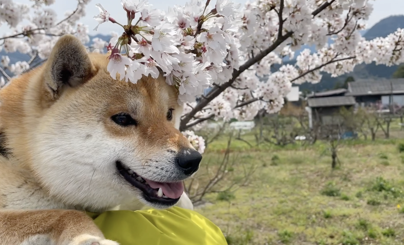 自分自身の心と体と霊魂が健康でなければ、飼い犬たちの心と体も健康になれない！（十二弟子・NANAさんの証）  |  RAPT理論+α