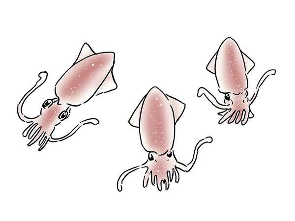 ホタルイカ、生で食べる！？　日テレ番組で誤認テロップ　漁師ら「絶対やめて」（北日本新聞） - Yahoo!ニュース