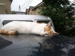 動物の画像だけで1000コメを目指すトピ Part2