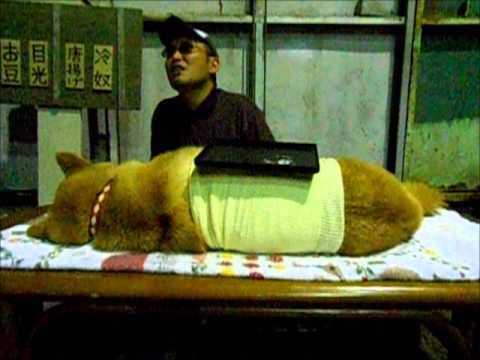 テーブル犬 - YouTube