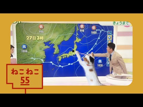 【ねこねこ55】平井さんと猫 - YouTube