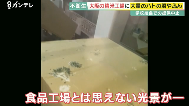 JAの精米工場がハトだらけ…至るところにフン　小学校給食にも出荷　保護者らが調査し発覚　大阪・枚方市