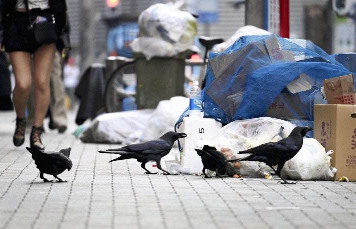 都心のカラス、２０年で３分の１以下に…生息数とゴミの量連動「人間のふるまいが翻弄」 : 社会 : ニュース : 読売新聞オンライン