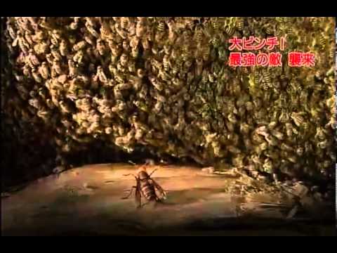 オオスズメバチ vs ニホンミツバチ - YouTube