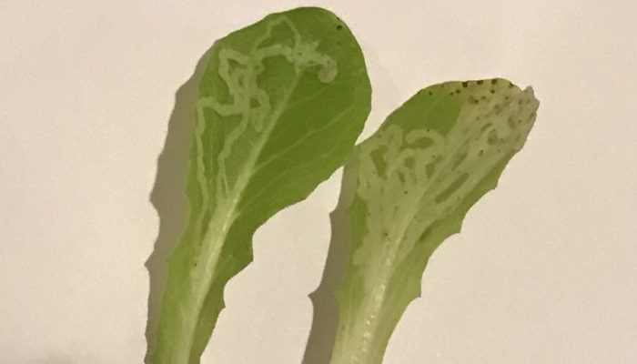 花壇初心者へのアドバイス