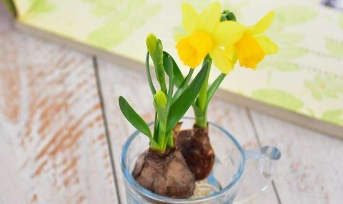 水耕栽培(水栽培）にチャレンジ♪ 水耕栽培(水栽培）できる球根植物や野菜、観葉植物までご紹介 | LOVEGREEN(ラブグリーン)