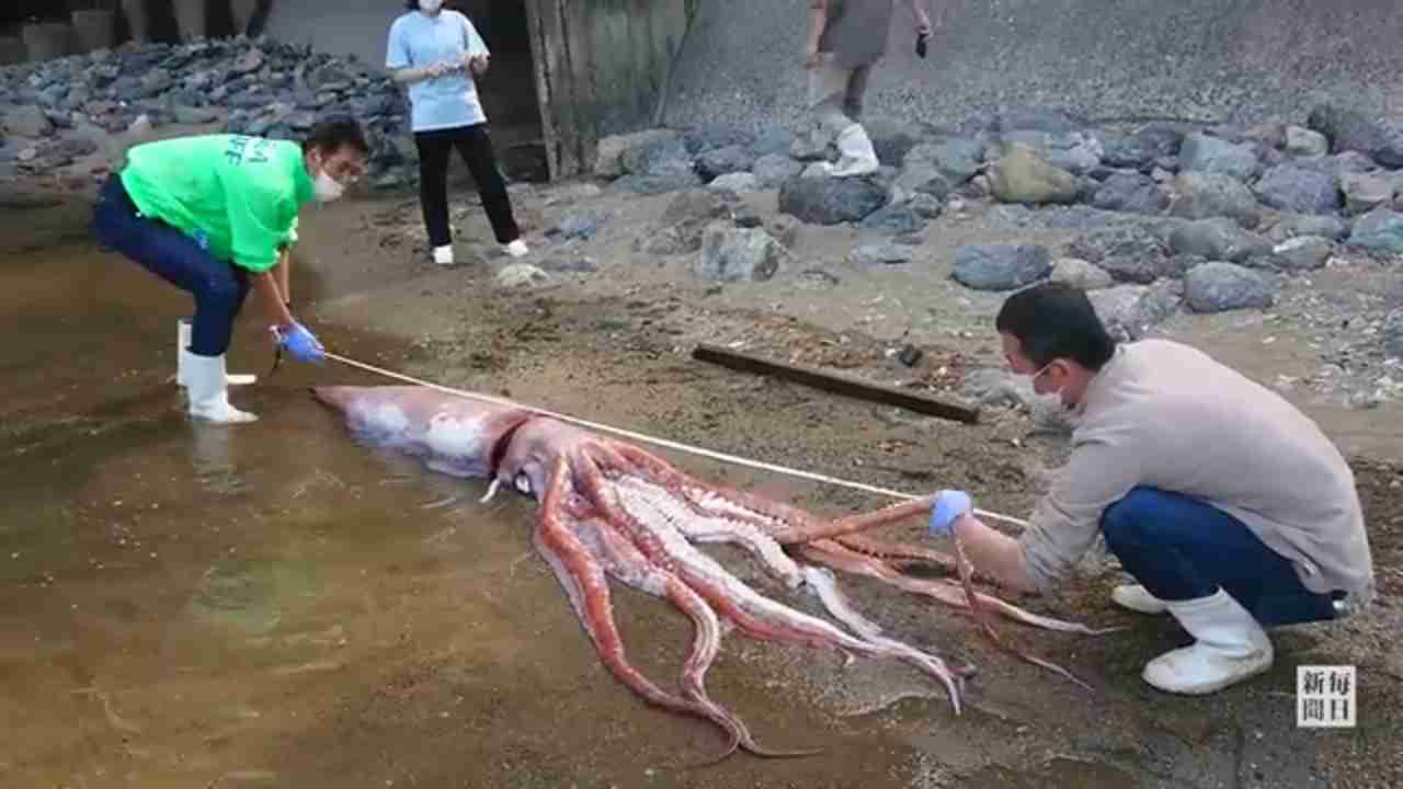 ダイオウイカ、生きたまま打ち上げられる　福井・小浜の海岸